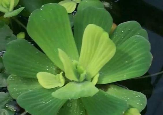 水莲——清雅高贵的水生植物（水莲的分类）