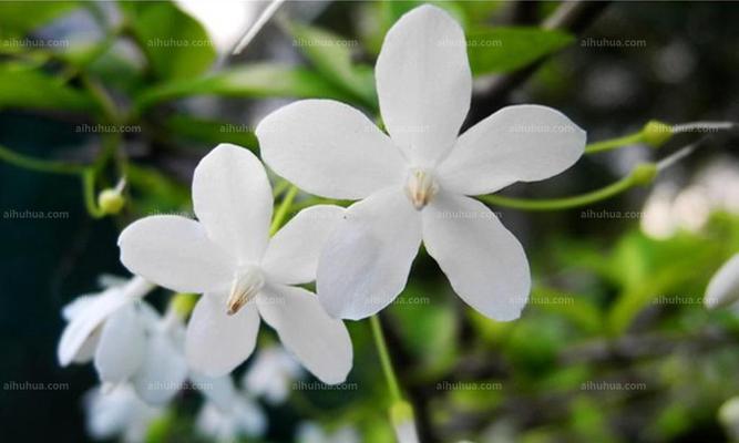 水梅花的生命力（探究水梅花的生命周期及特点）