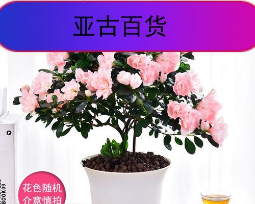 水培干杜鹃花的养护指南（如何通过水培方式）