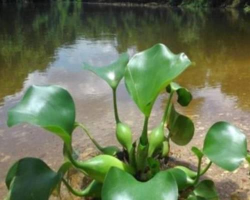 水培水芙蓉的养护技巧（打造清新水族箱的必备技能）