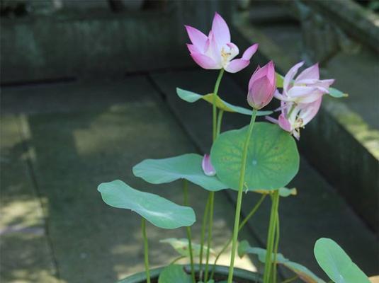 水培碗莲开花的方法与技巧（打造清新自然的居家花园）