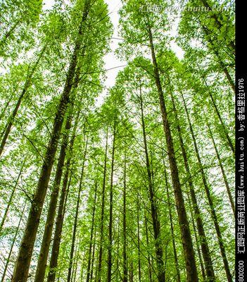 水杉是常绿植物吗（探究水杉叶片的变化和生命周期）