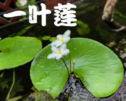 水生花卉的种类与养护（从莲花到睡莲）