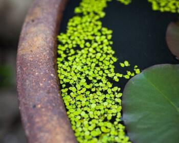 水生花卉的种类与养护（从莲花到睡莲）