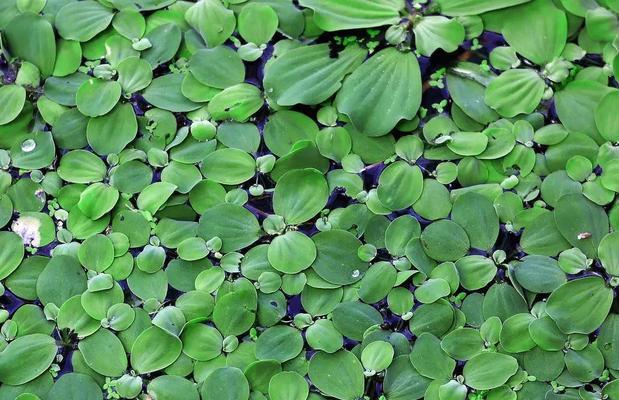 室内水生植物的生长与养护（打造水景生态）