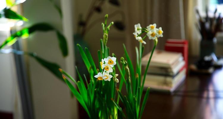 水仙花不开花怎么办（解决水仙花开花难题）