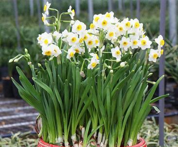 水仙花——春天里的优雅花卉（形态多样）