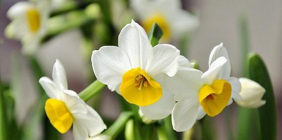 水仙花的花语及代表意义（探寻水仙花所蕴含的丰富内涵）