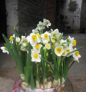 水仙花花期有多长时间（从生长期到开花）