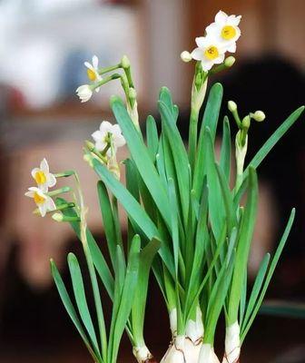 水仙花的四季美（揭秘水仙花的开花时间及美丽景色）