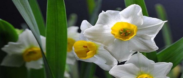 水仙花开花季节及花期长短（春季盛开）