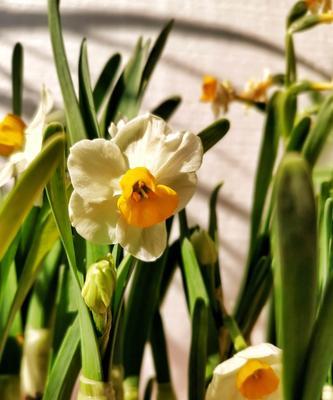 水仙花开放季节与春节的关系（探究水仙花开花条件及其影响因素）