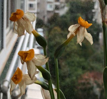 水仙花叶子是否有毒（了解水仙花毒性及防范措施）