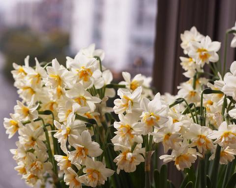 水仙，美丽的春季花卉（探秘水仙的种类）