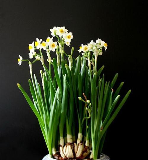 水仙并非水生植物（揭秘水仙生长习性及适宜环境）