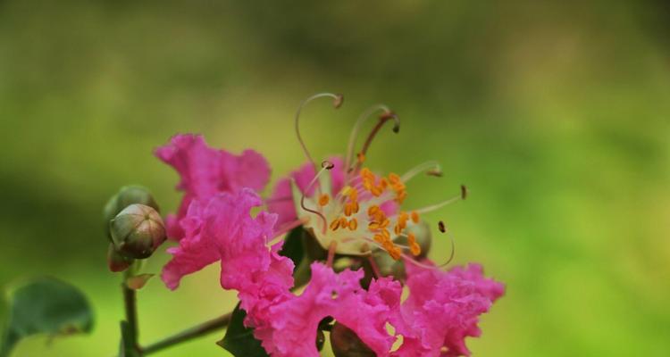 紫薇花（探索紫薇花的花语与寓意）