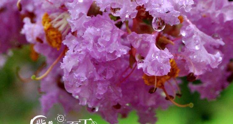 紫薇花（探索紫薇花的花语与寓意）