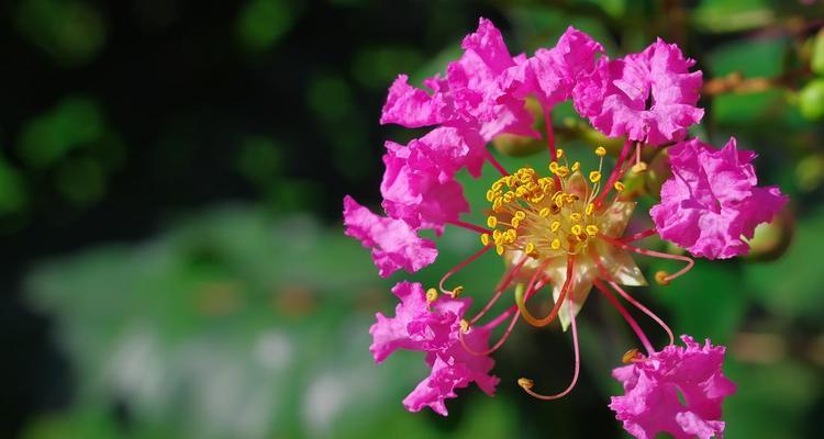 紫薇花的花语与意义（揭秘紫薇花的神秘花语）