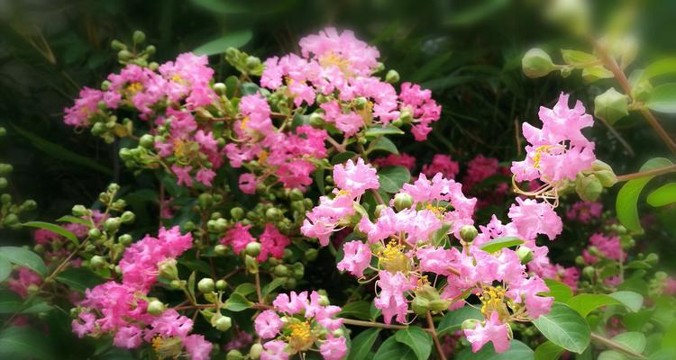 紫薇花的花语与意义（揭秘紫薇花的神秘花语）