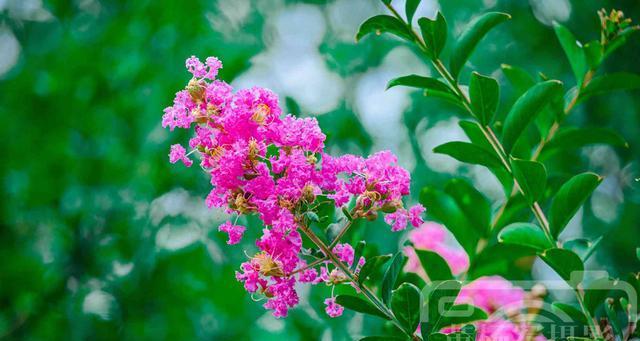 紫薇花的花语与意义（揭秘紫薇花的神秘花语）