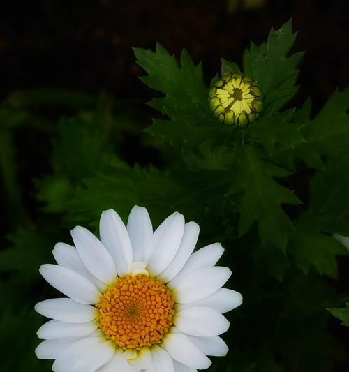 白晶菊（探寻白晶菊的花语之美）