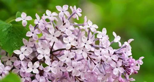 丁香花的花语（探寻丁香花的花语之美）