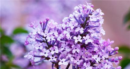 丁香花的花语（探寻丁香花的花语之美）