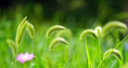 狗尾草的花语（传递友谊与爱情的花朵）