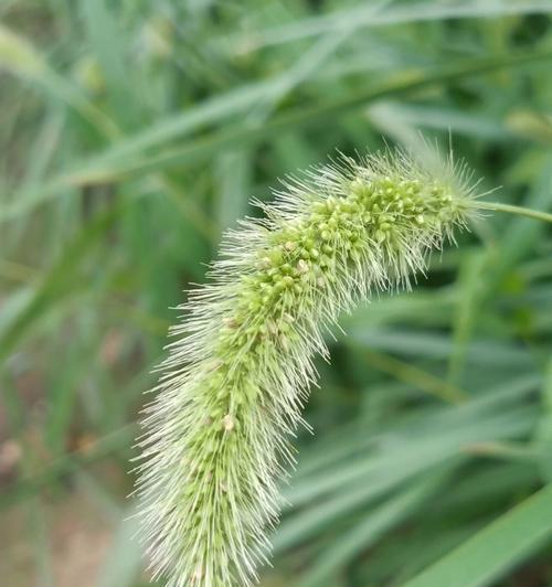 狗尾草的花语（传递友谊与爱情的花朵）