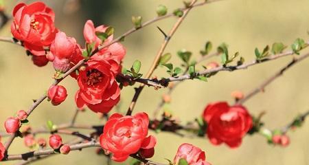 海棠花的花语及其寓意（追寻海棠花的美丽和意义）