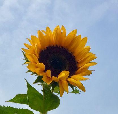 以太阳花的象征意义和意思（探索太阳花的象征意义和代表的含义）