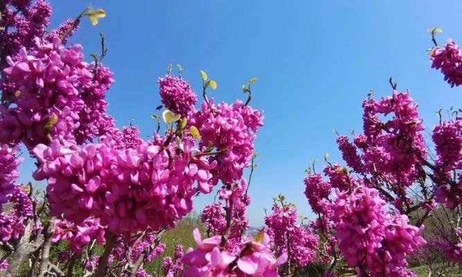 威海的市花是什么花（探寻威海市花的寓意）