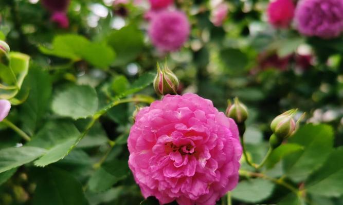 乌鲁木齐的市花——天山雪莲（追寻乌鲁木齐之美）