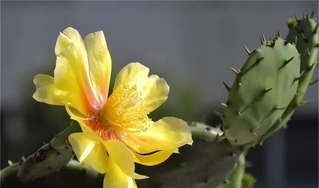 仙人掌花语（探寻仙人掌花语的深层含义）