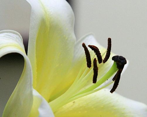 香槟百合的花语——浪漫与祝福（美丽的花朵传递着爱与希望）