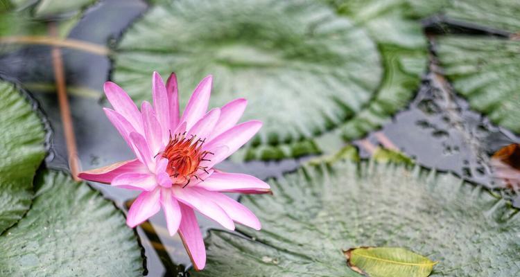 延药睡莲花语（揭秘延药睡莲花的神秘魅力）