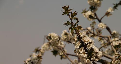 樱桃花（花开时节）