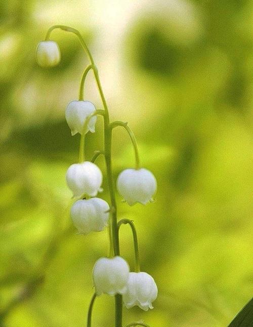 幽谷铃兰花语（唤醒心灵的芬芳馈赠）