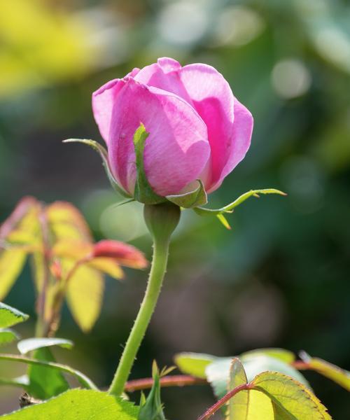 狼花（探索狼花的花语与美丽）