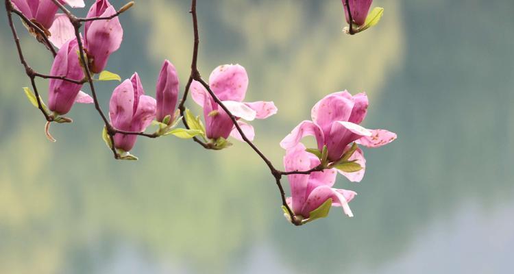 玉兰花的种类和花语（探索玉兰花的多样性和寓意）