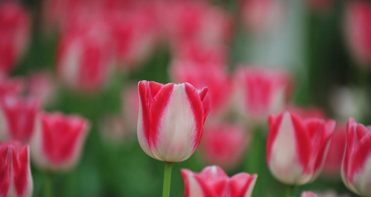 粉色郁金香花语的深意（探索郁金香花语中的温柔和浪漫）