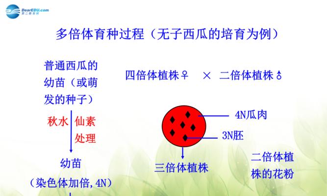 白瓜种植指南（最佳播种时间）