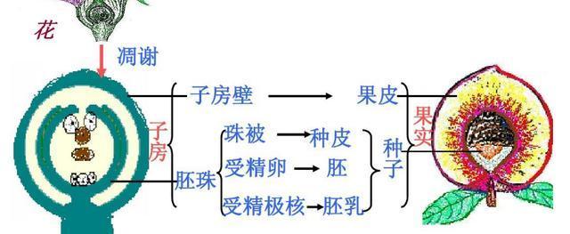 白果壳剥硬壳正确方法（用水泡软更易剥）