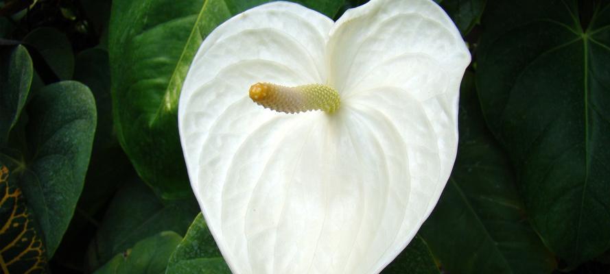 白鹤芋开花的时间和特点（探秘白鹤芋的花期和开花习性）