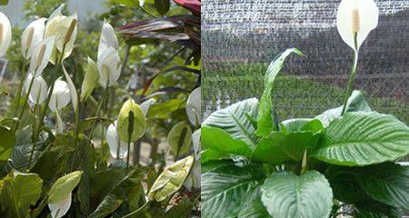 室内养护白鹤芋的详细方法（了解白鹤芋的特点）