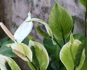 白鹤芋开花频率解析（探究白鹤芋一年内开几次花与其生长环境相关的因素）