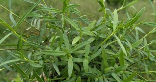 白花蛇舌草，药食两用的好帮手（了解白花蛇舌草的别名和功效）