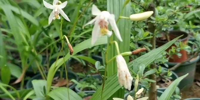 小白芨的功效与作用详解（探究小白芨的药用价值）