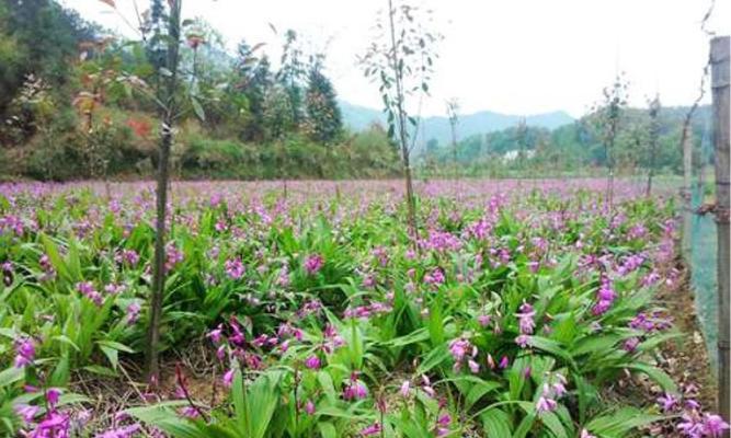 白芨成熟时间详解（了解白芨成熟的时机）