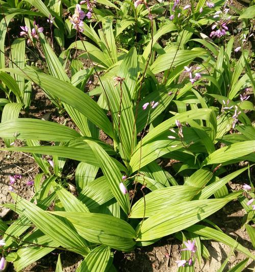 白芨花语与寓意解析（探秘白芨开花的含义与象征）